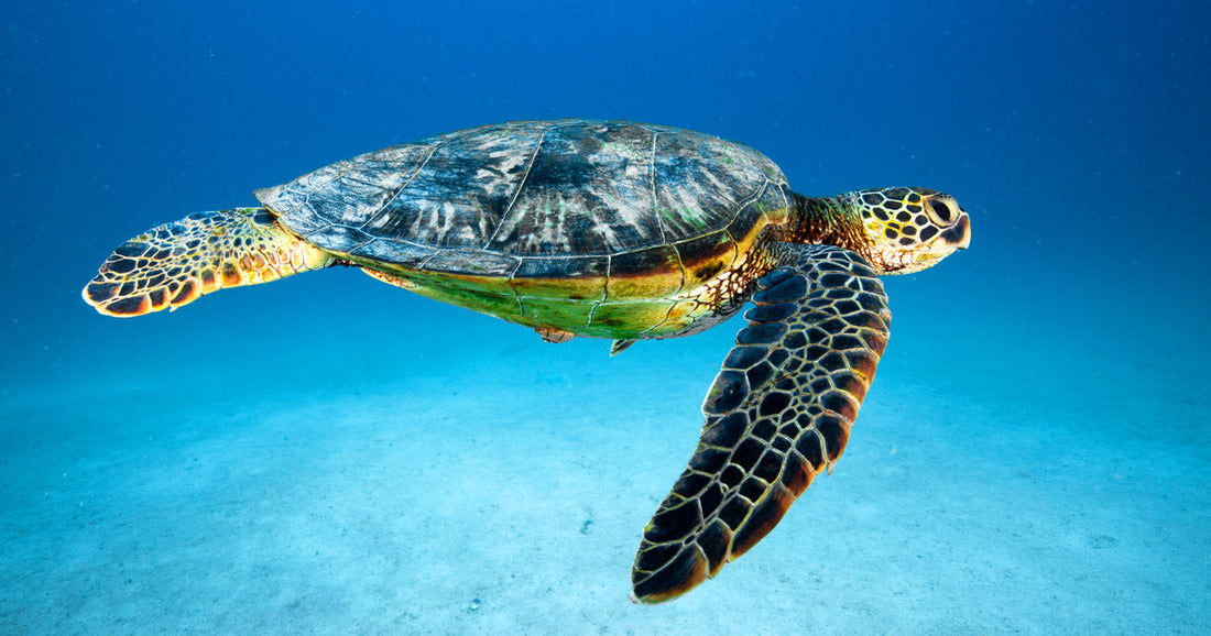 Sea Turtle Meaning: Wisdom, Patience and the Ocean Spirit | Ocean And You