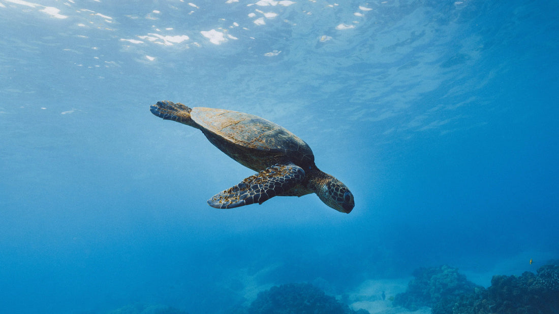 The Honu Meaning: A Journey of Resilience and Ocean Wisdom