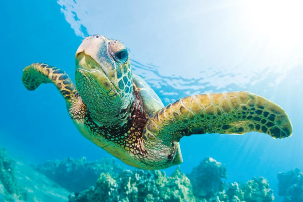 Sea Turtle Cultural Significance: The Sacred Story of the Ocean’s Ancient Traveler